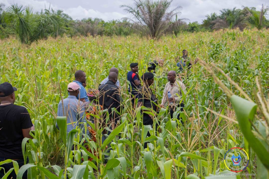 Week-end agricole : le Gouverneur Musafiri visite son champs de 7 hectares